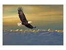 bald-eagle-flying-above-clouds_a-G-12948